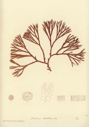 Alghe Marine Britanniche (stampa naturale)